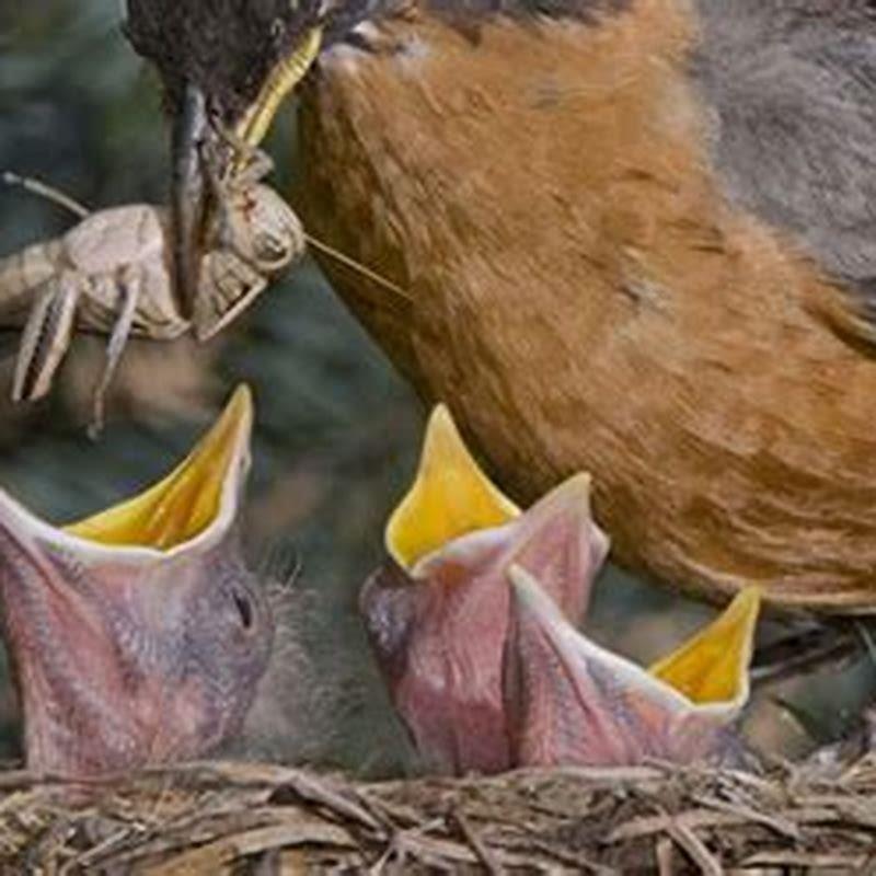 What do baby birds eat at home?