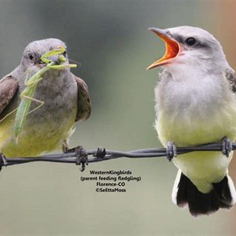 What do baby Tallbirds eat?