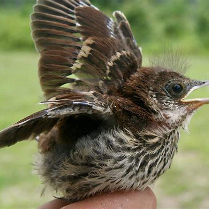 what-do-baby-thrasher-birds-eat-diy-seattle