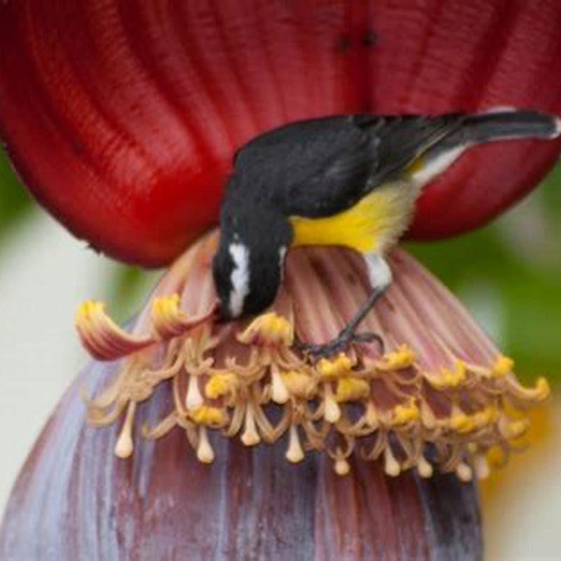 What do bananaquit birds eat?