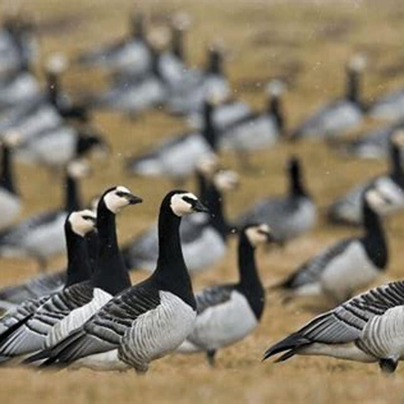 What do barnacle geese eat?