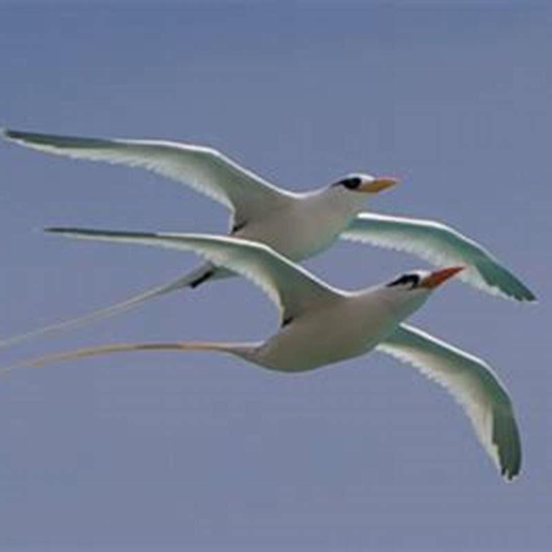 What do Bermuda Longtails eat?