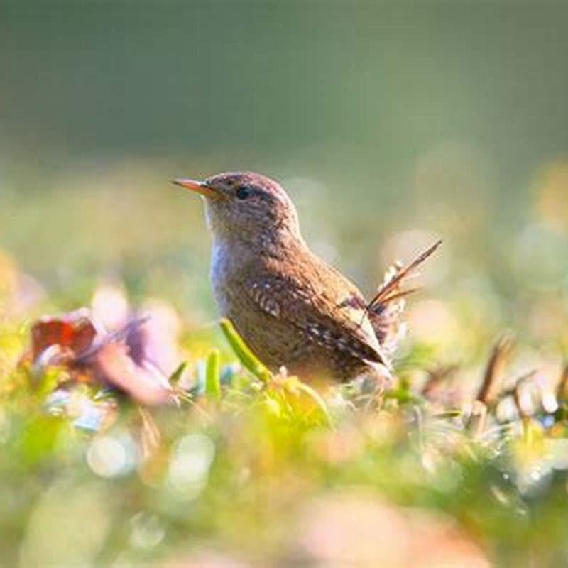 What do Bewick’s wrens eat?