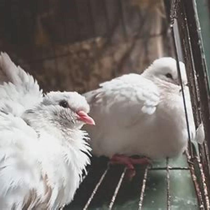 What do birds do when it rains?
