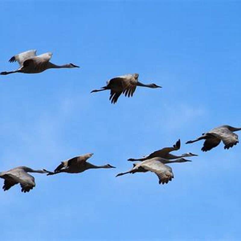 What do birds do when migrating?