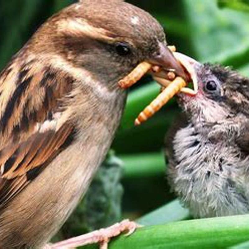 What do birds eat name?