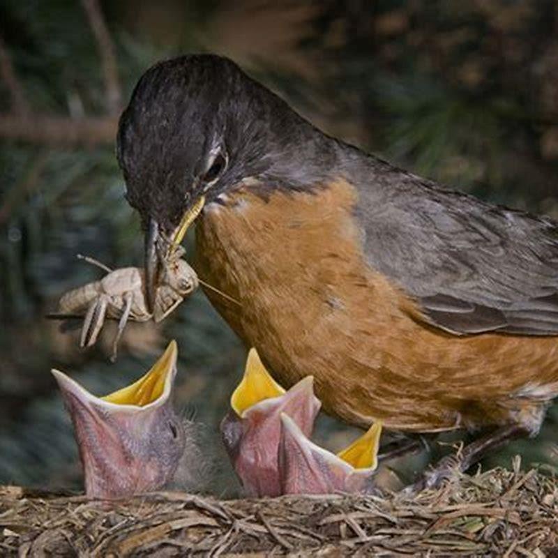 What do birds eat on the ground?