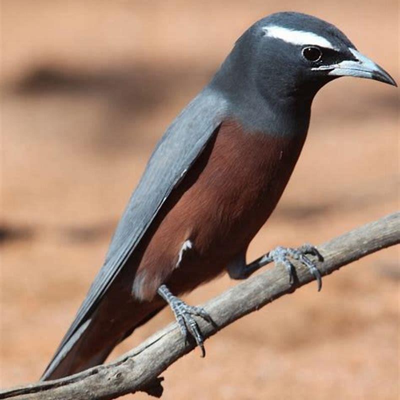 What do birds in the desert eat?