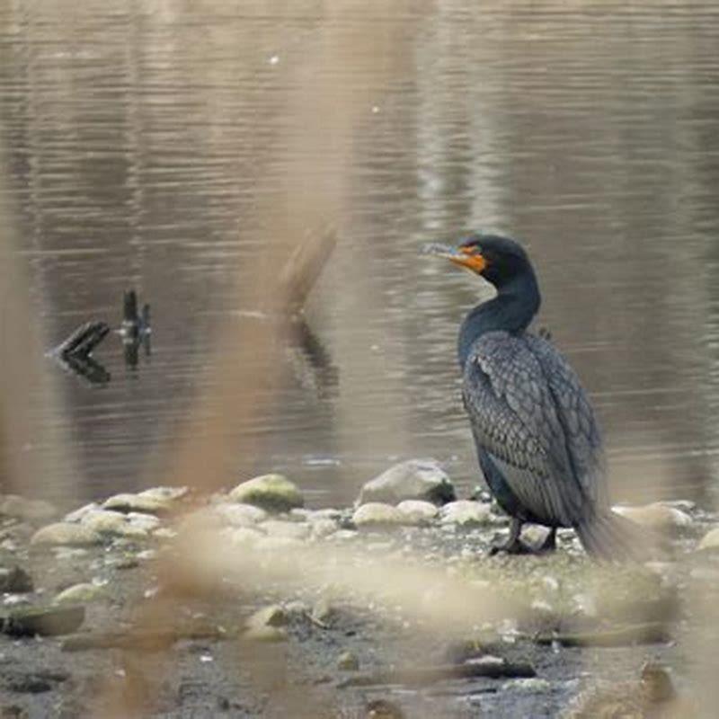 What do black cormorants eat?