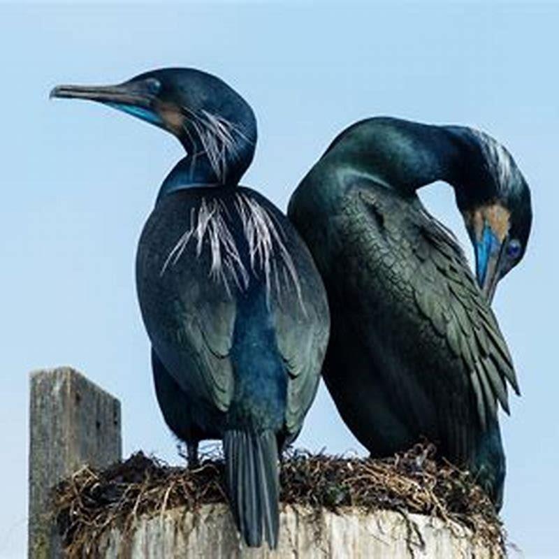 What do Brandt’s cormorants eat?