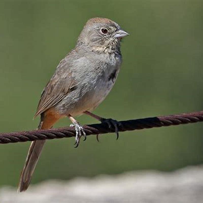 What do canyon towhees eat?