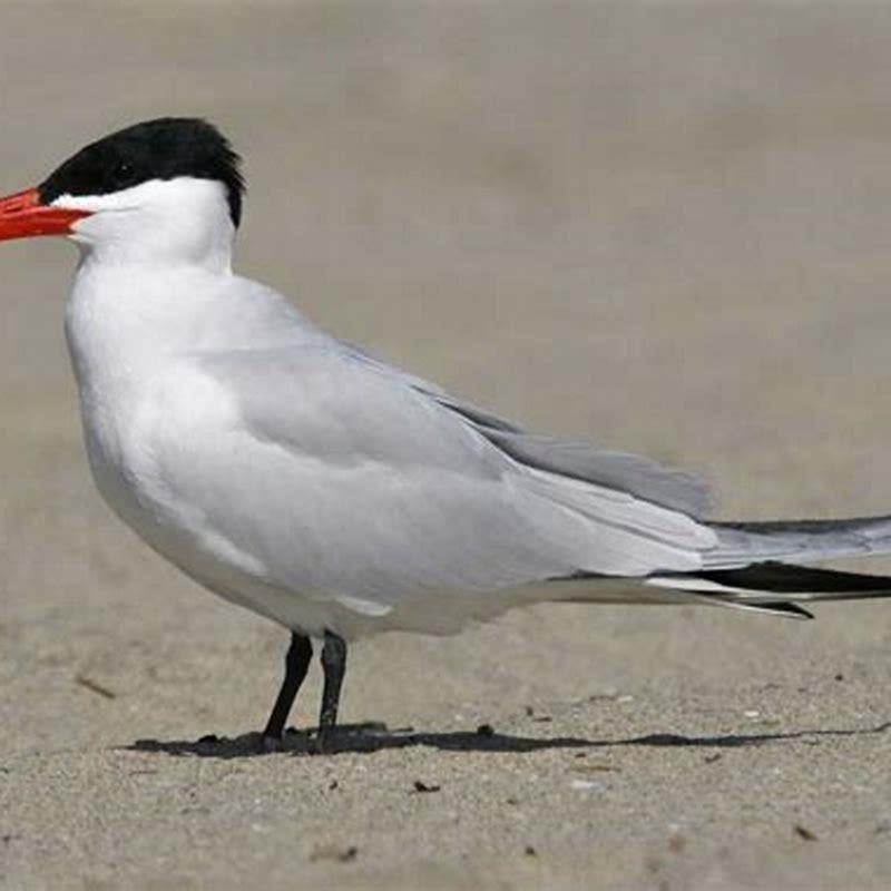 What do Caspian tern eat? - DIY Seattle