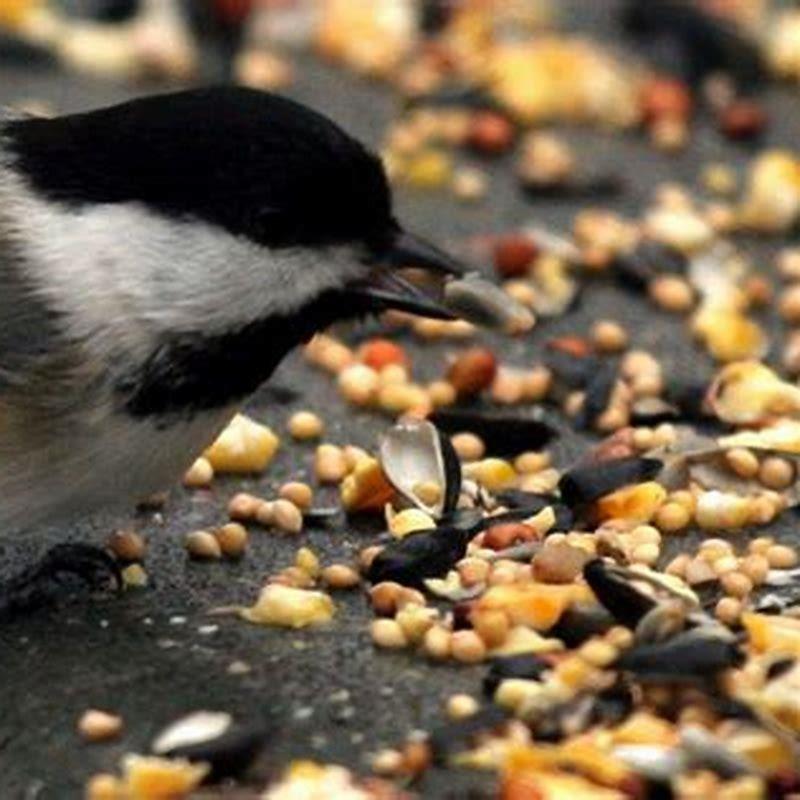 What do chickadee birds eat?
