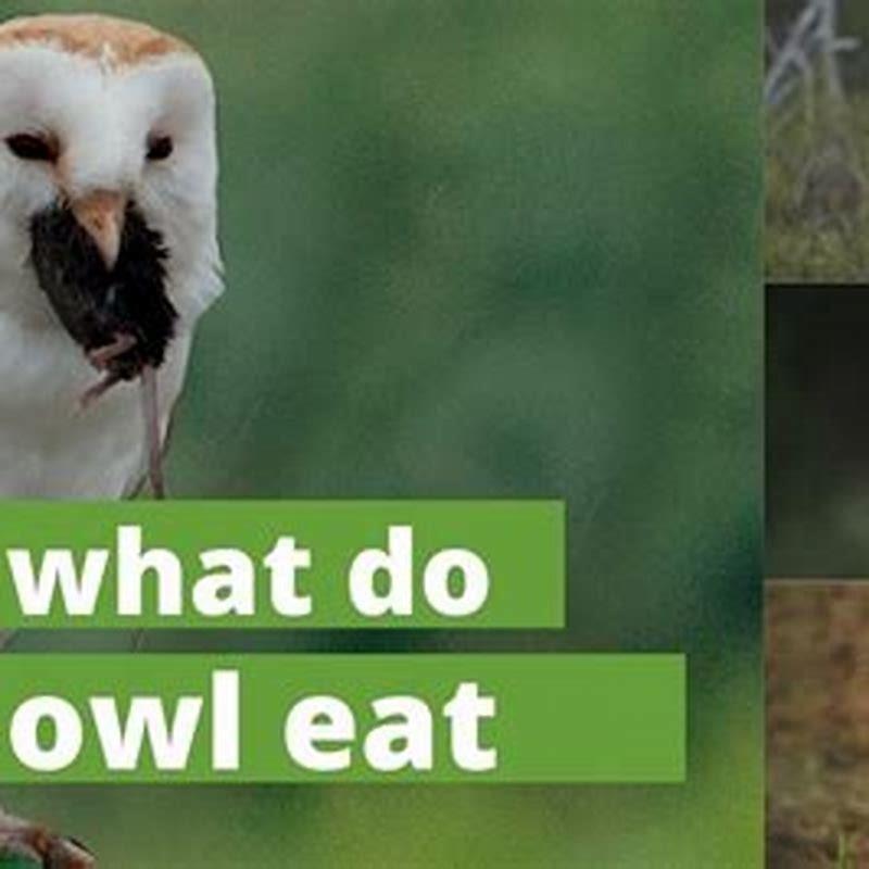 What do collared scops owls eat?
