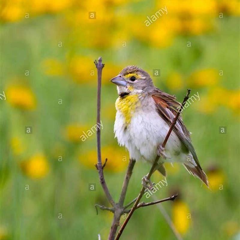 What do Dickcissel birds eat?