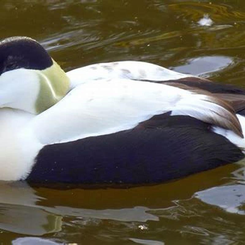 What do eider ducks eat? - DIY Seattle