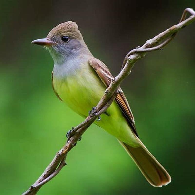 What do fly catcher birds eat?