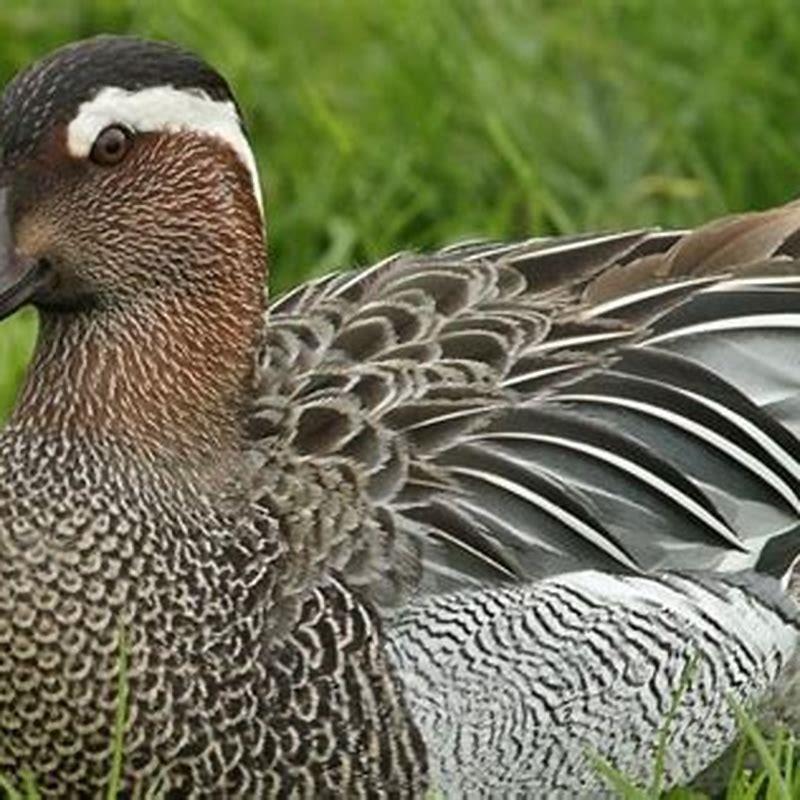 What do garganey eat?