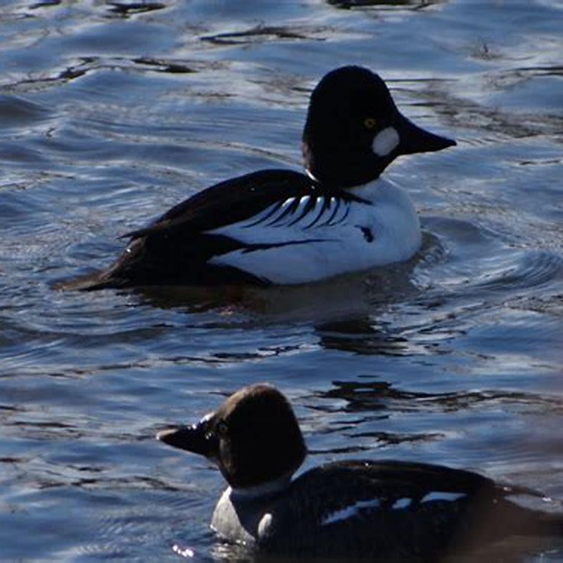 What do goldeneye ducks eat?