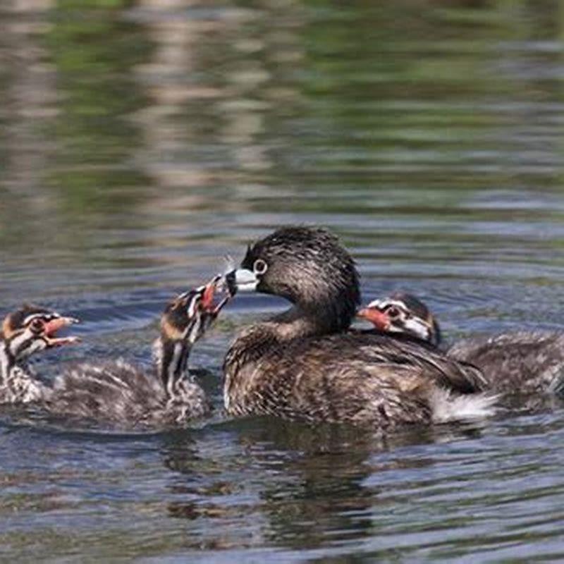 Grebe Islets What do grebes birds eat? - DIY Seattle