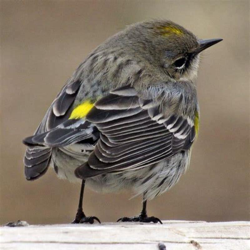 What do GREY warblers eat?
