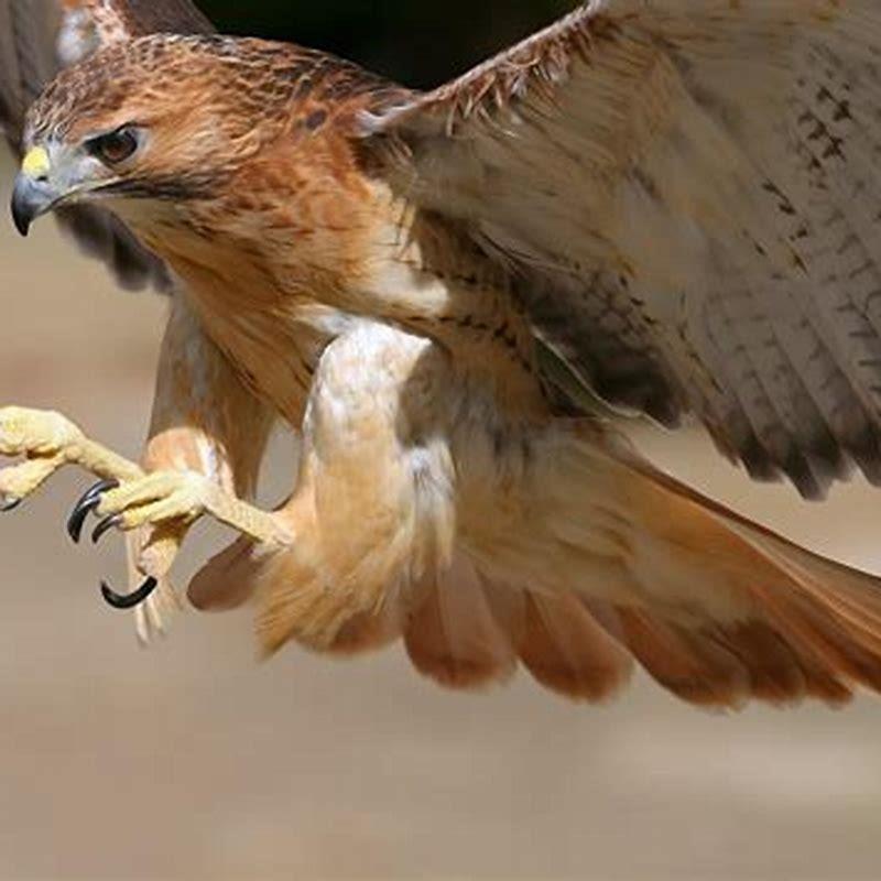 What do hawks eat?