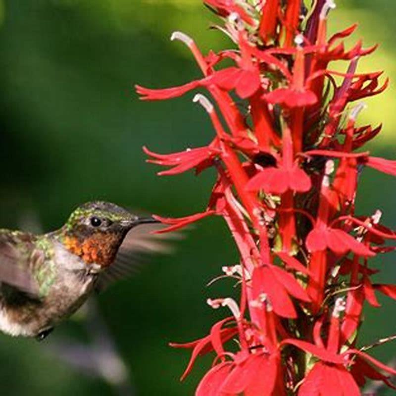 What do hummingbirds eat in the desert? - DIY Seattle