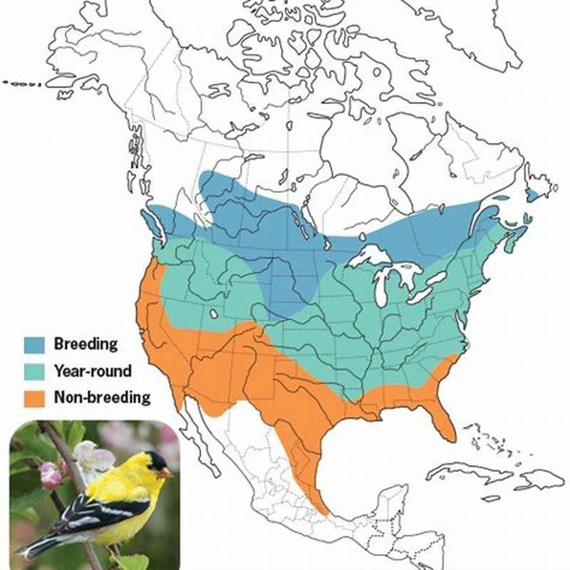 What do Lawrence’s goldfinches eat?