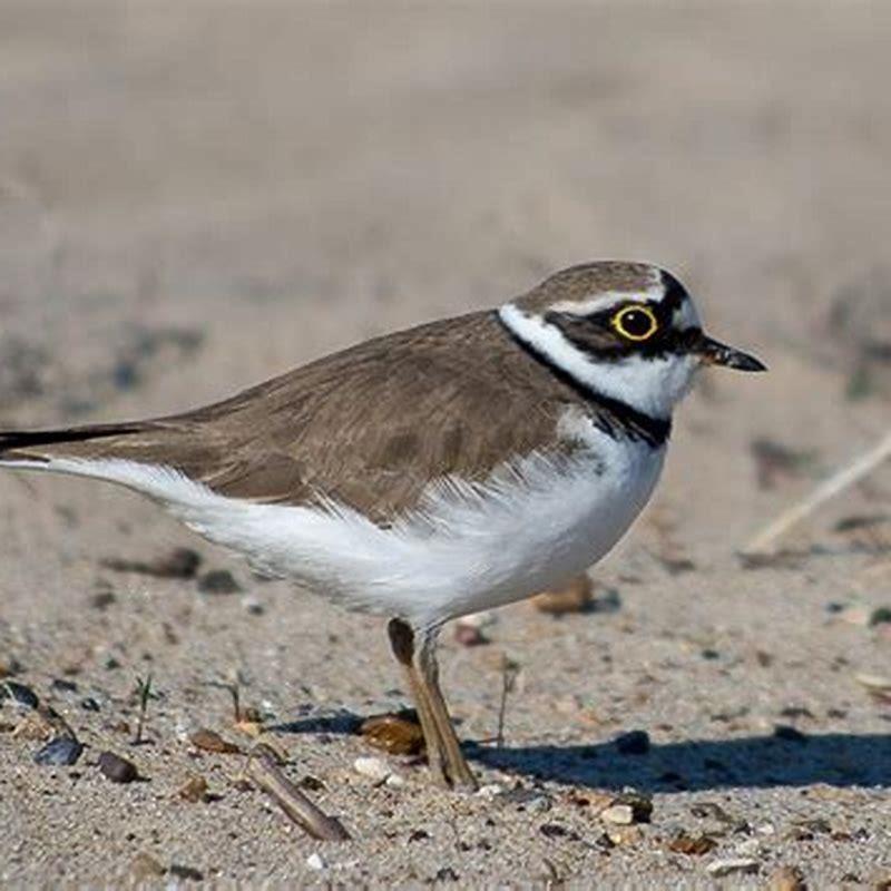 what-do-little-ringed-plovers-eat-diy-seattle