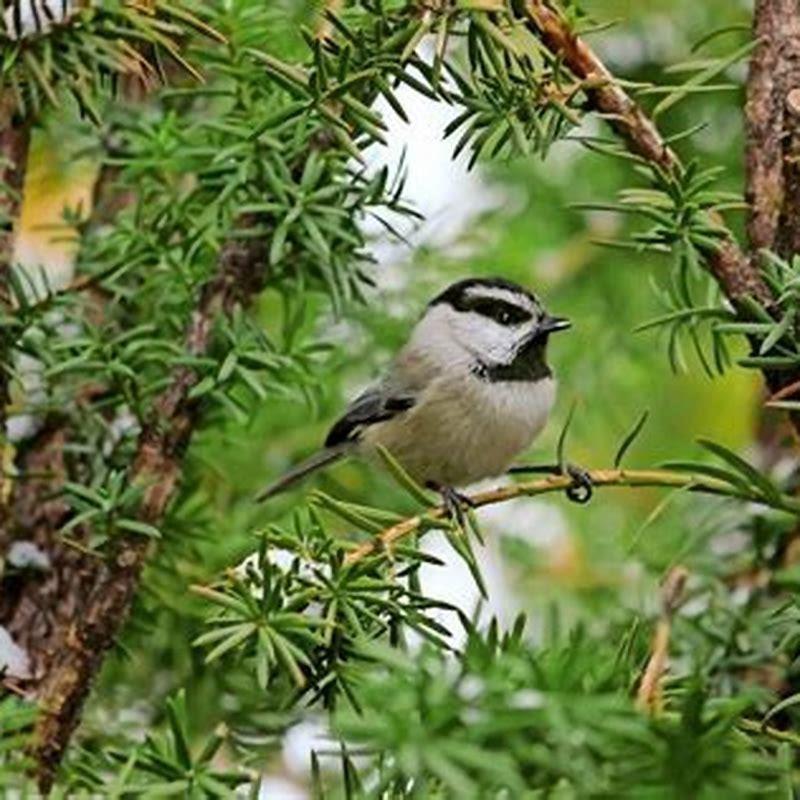 What do mountain chickadees like to eat?