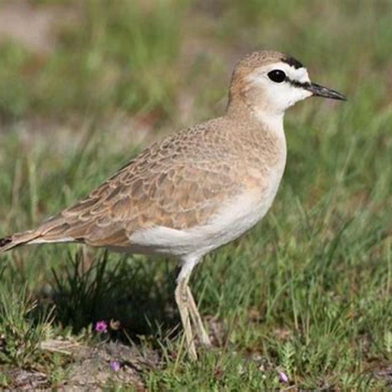 What do mountain plovers look like?