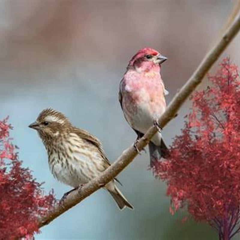 What do purple House Finches eat? DIY Seattle