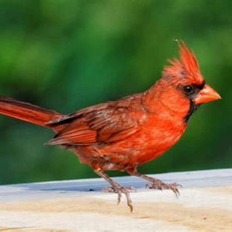 What do red birds symbolize? - DIY Seattle