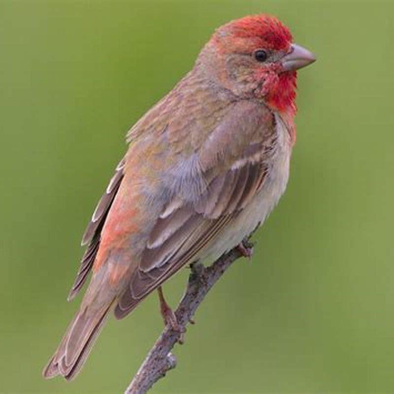 What Do Rose Finches Eat? - Diy Seattle