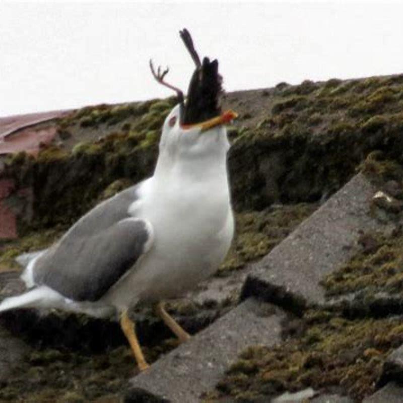 What do seagulls eat in California? - DIY Seattle