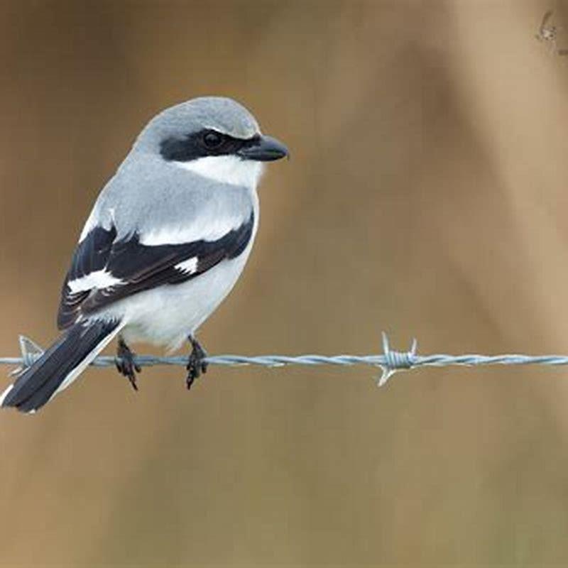 What do shrikes hunt?