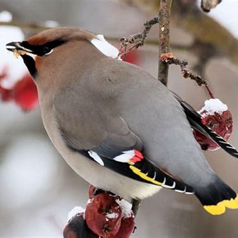 what-do-small-birds-eat-in-the-winter-diy-seattle
