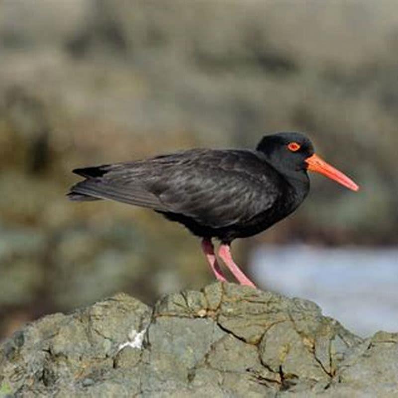 what-do-sooty-oystercatcher-eat-diy-seattle