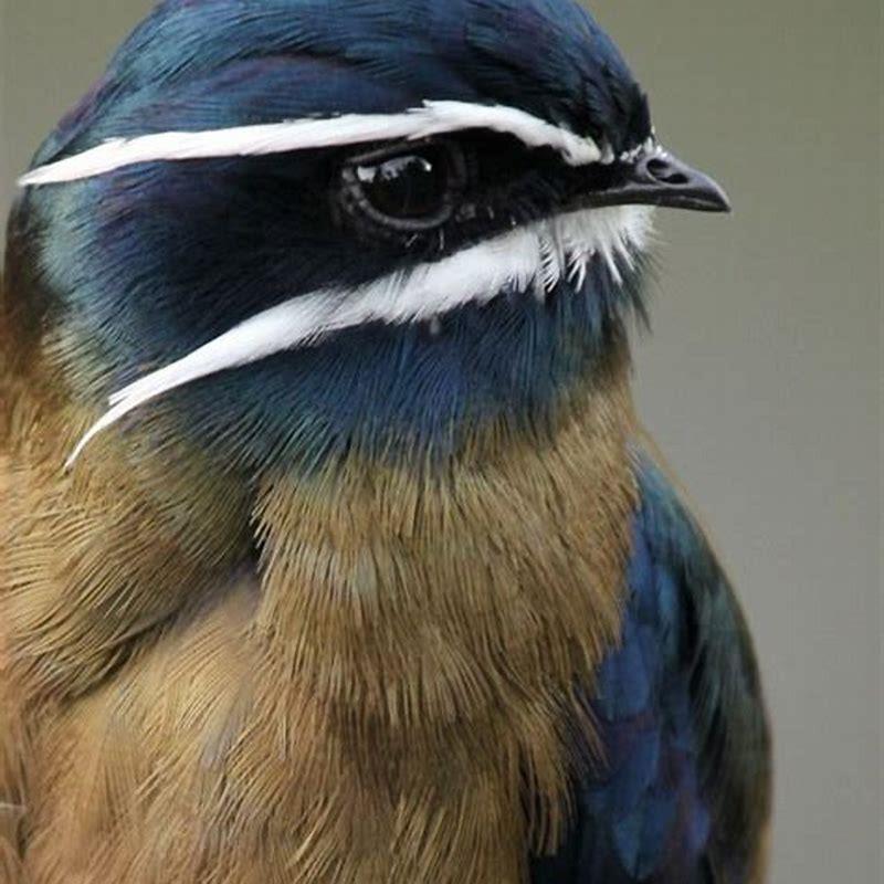 What do swift birds look like?