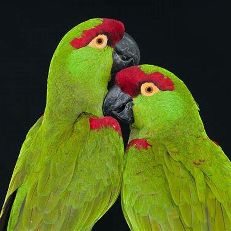 What do thick-billed parrot eat?