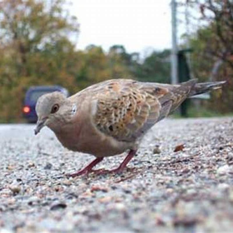 what-do-turtle-doves-eat-diy-seattle