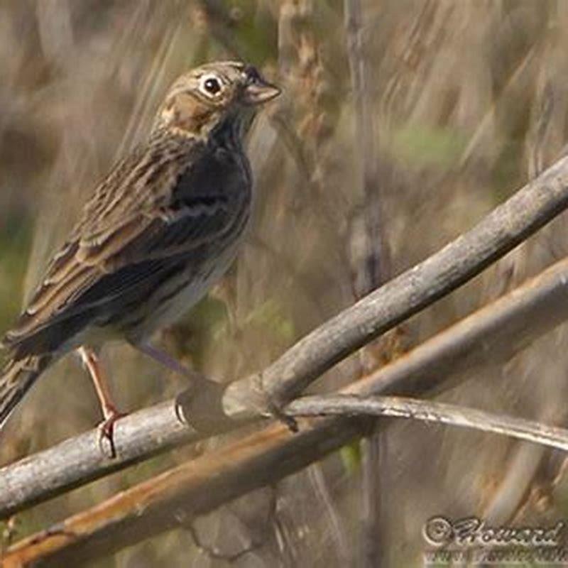 What do vesper sparrows eat?