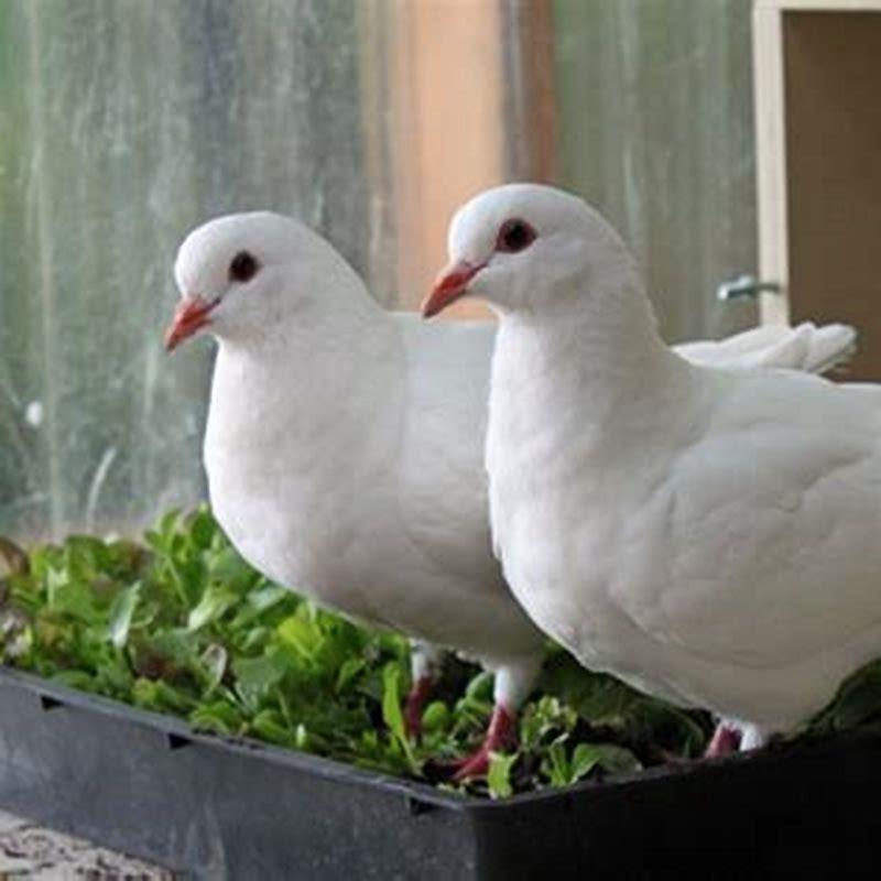 what-do-white-doves-love-to-eat-diy-seattle