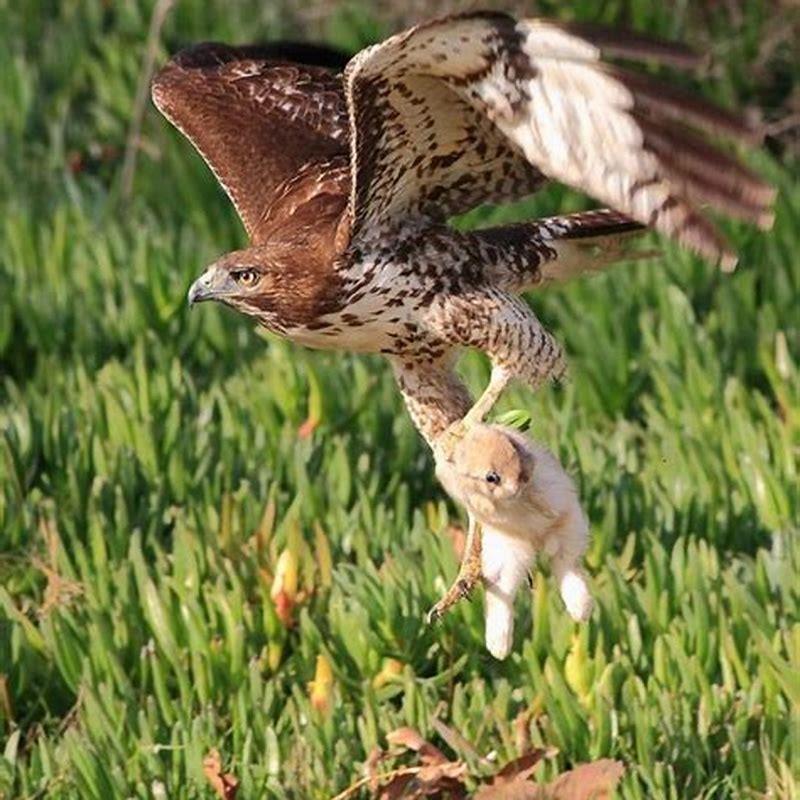 What do white tail hawks eat?