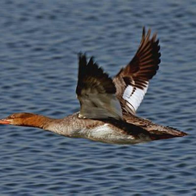 What do white winged ducks eat?