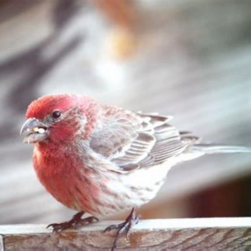 What Do Wild House Finches Eat? - DIY Seattle