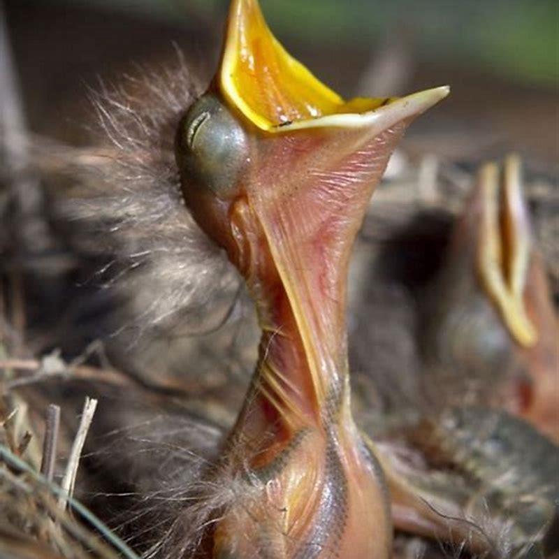 What do you feed a newborn baby bird?