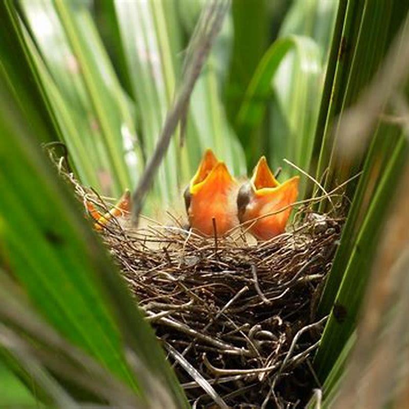 What do you feed baby birds in the nest?