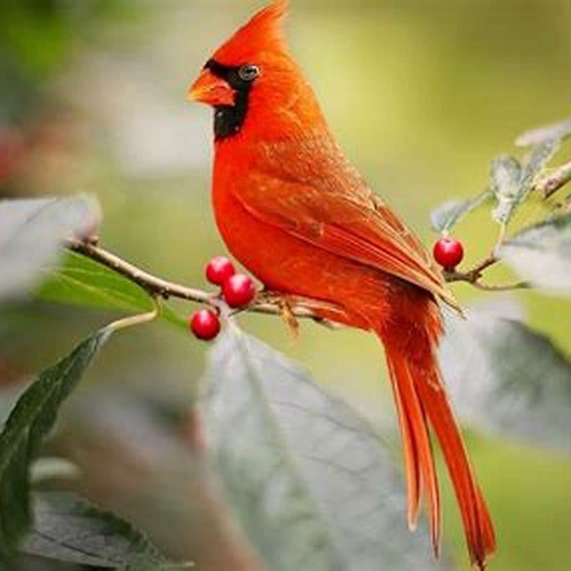 what-does-a-cardinal-bird-symbolize-diy-seattle