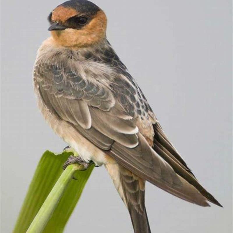 what-does-a-cave-swallow-look-like-diy-seattle